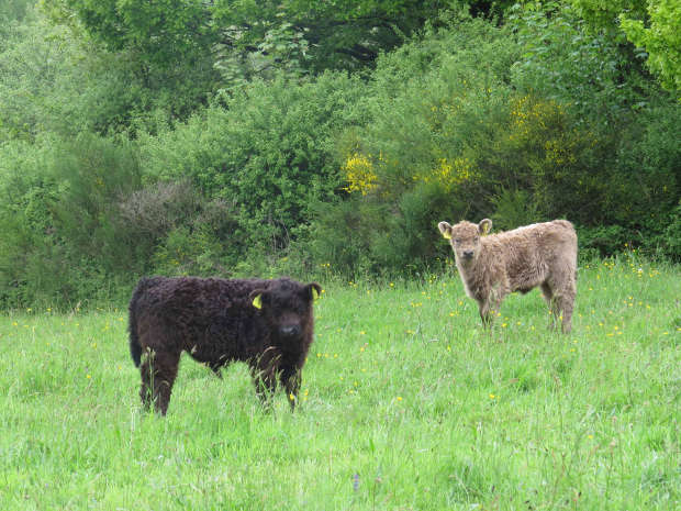 Galloway Kälber, Farbschlag "black" und "dun"