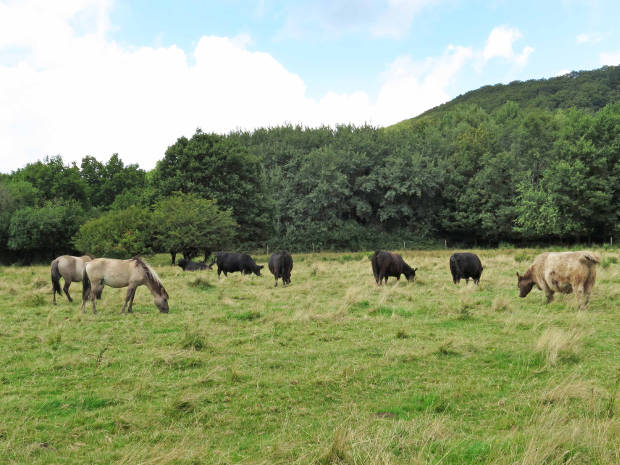 Galloway Rinder und Konik-Pferde, Weiselberg