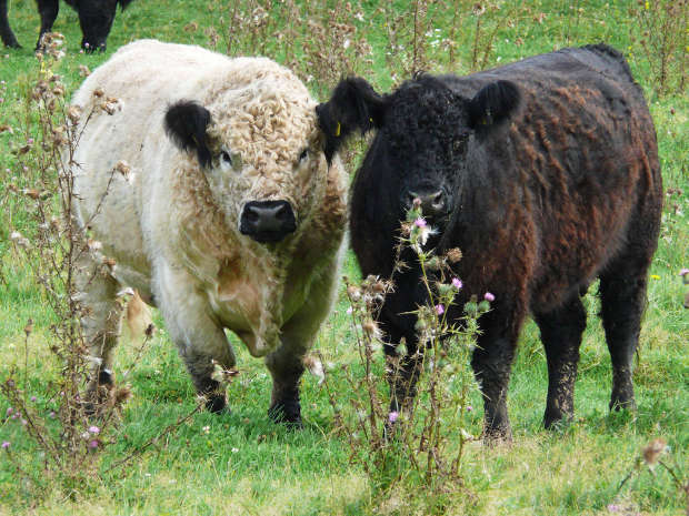 Galloway Rind und Bulle in Marpingen