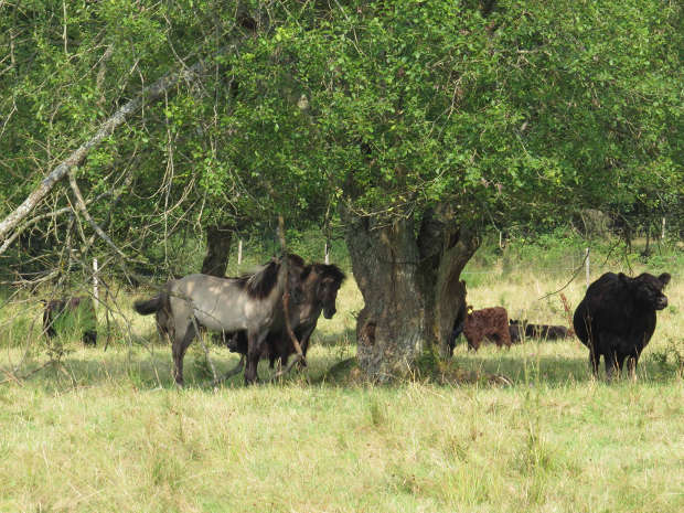 Galloways und Konik-Pferde, Weiselberg bei Oberkirchen