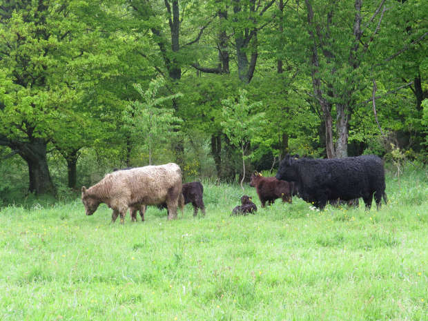 Galloway Rinder am Weiselberg bei Oberkirchen