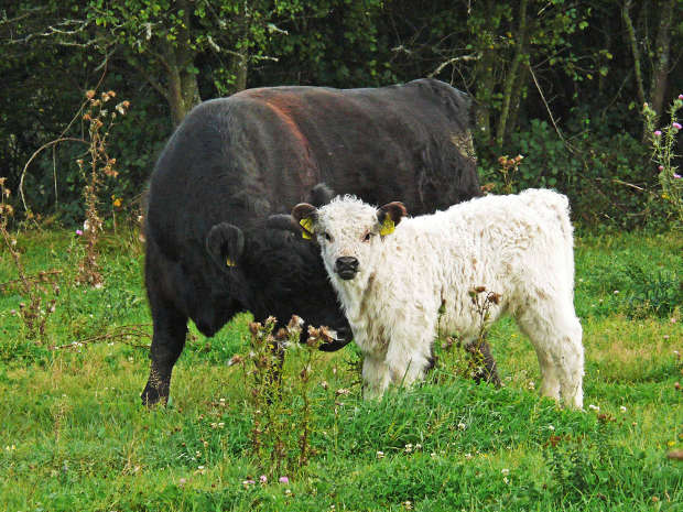 Galloway Muttertier und Kalb mit Farbschlag "white"