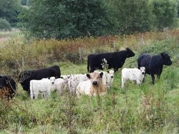 Galloway Rinder Mutterkuhherde, Marpingen.