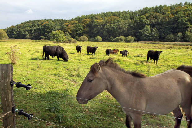 Galloways und Konik-Pferde in Rappweiler