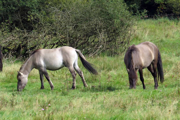 Seit 2014 unterstützen vier Konik-Pferde die Galloway Herden als weitere tierische Landschaftspfleger.