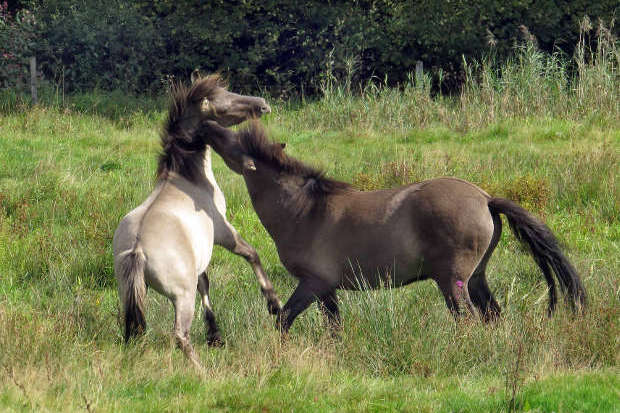 Konik-Pferde in Rappweiler
