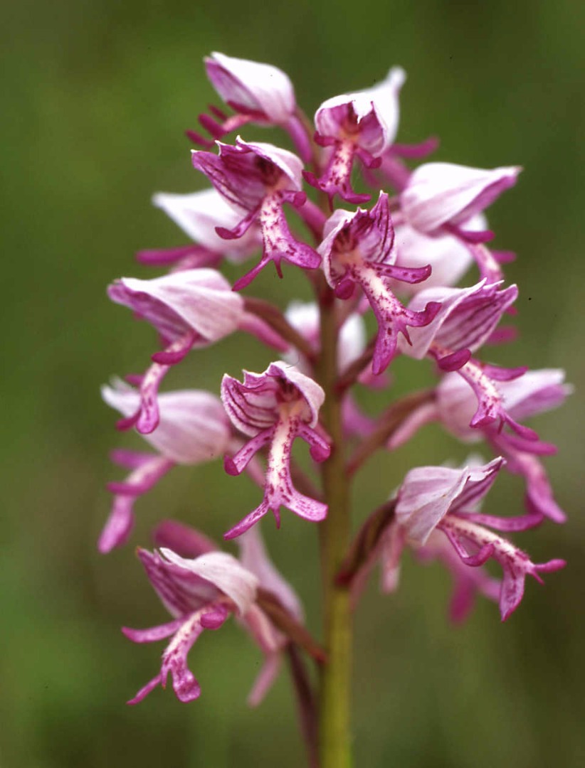 Helm-Knabenkraut (Orchis militaris)