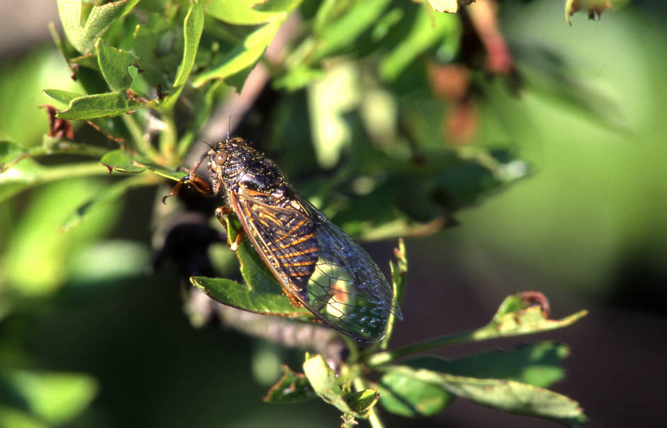 Bergsingzikade (Cicadetta montana)