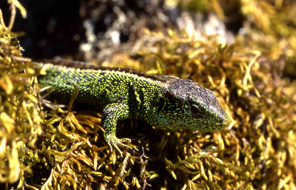 Zauneidechse (Lacerta agilis)