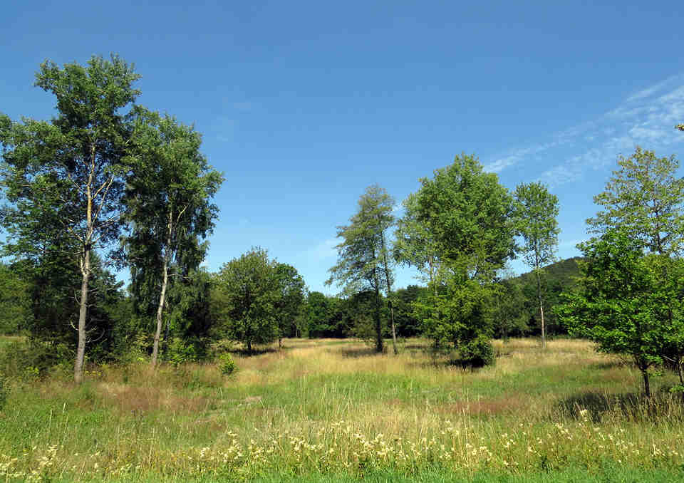 Beweidungsgebiet bei Oberkirchen