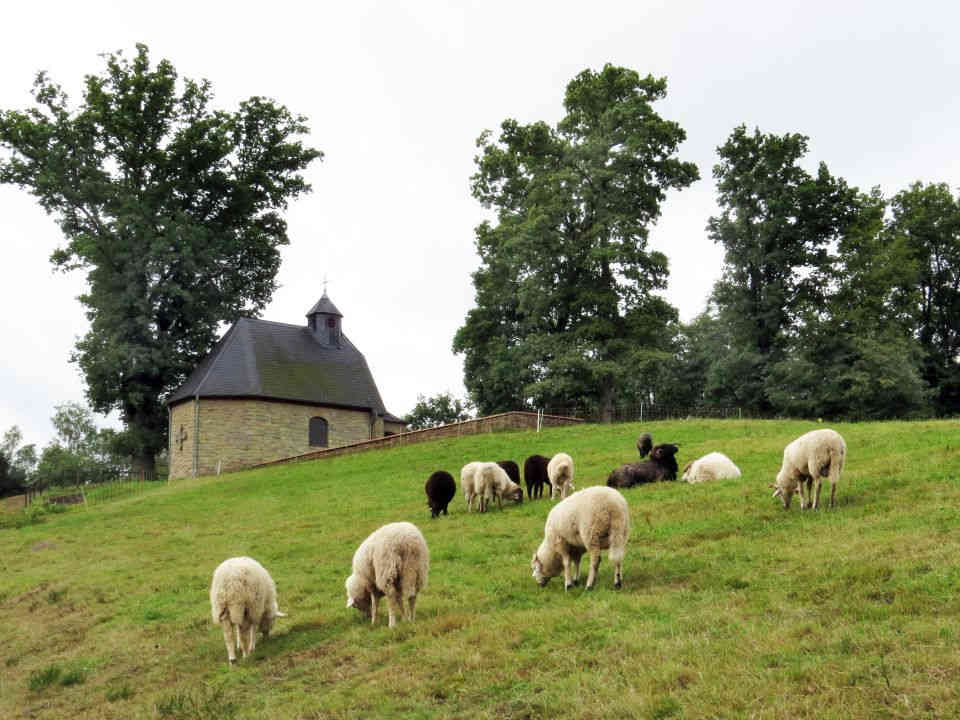 Waldschafe auf dem Kapellenberg