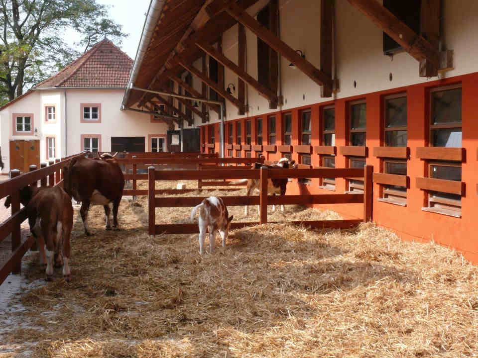 Stall mit Hinterwälder Rindern