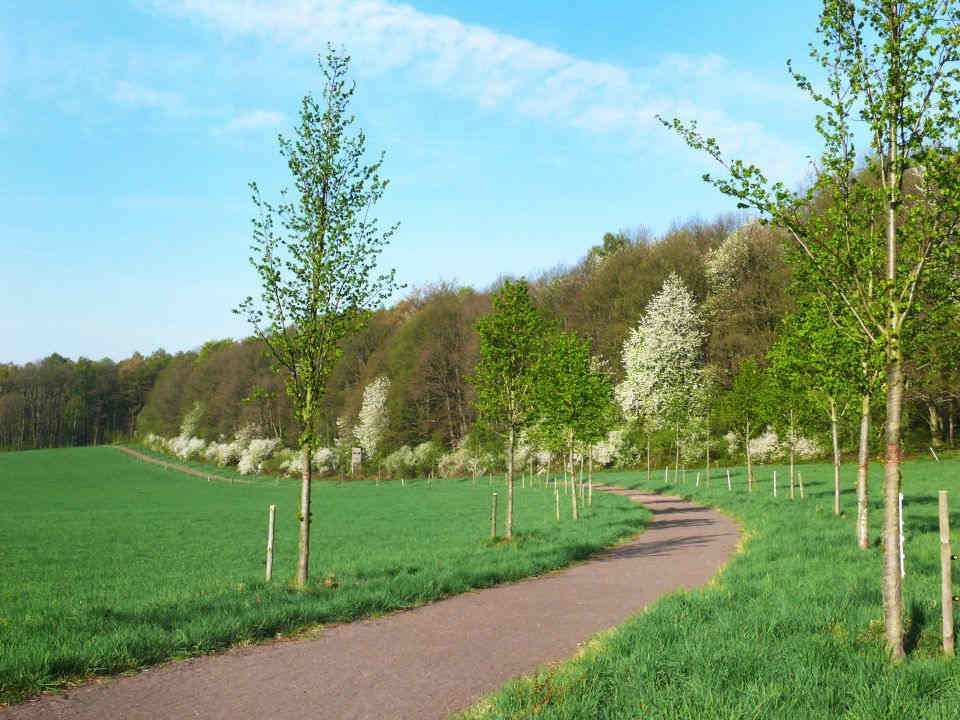 Imsbach Promenade im Frühjahr