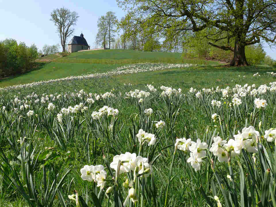 Im Hintergrund die historische Gutskapelle mit Narzissenwiese