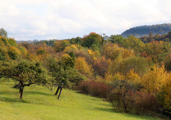 Obstwiese bei Eimersdorf