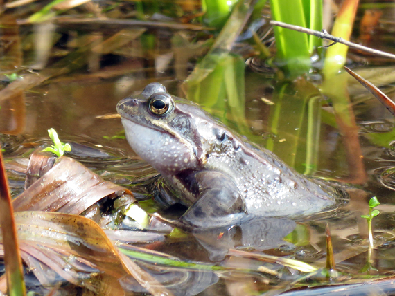 Grasfrosch