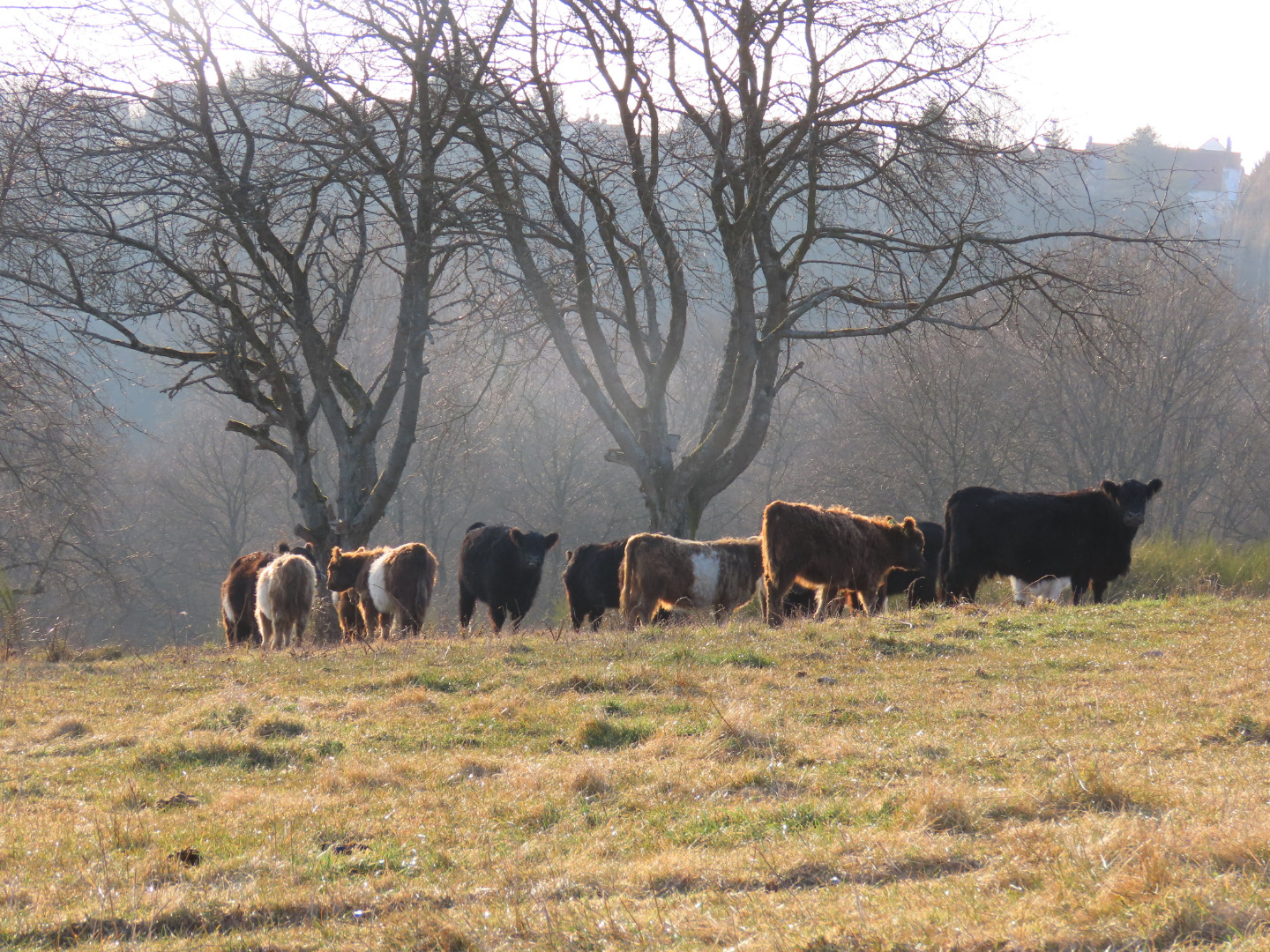 Die Galloway Rinder halten als tierische Landschaftspfleger das Gelände offen.