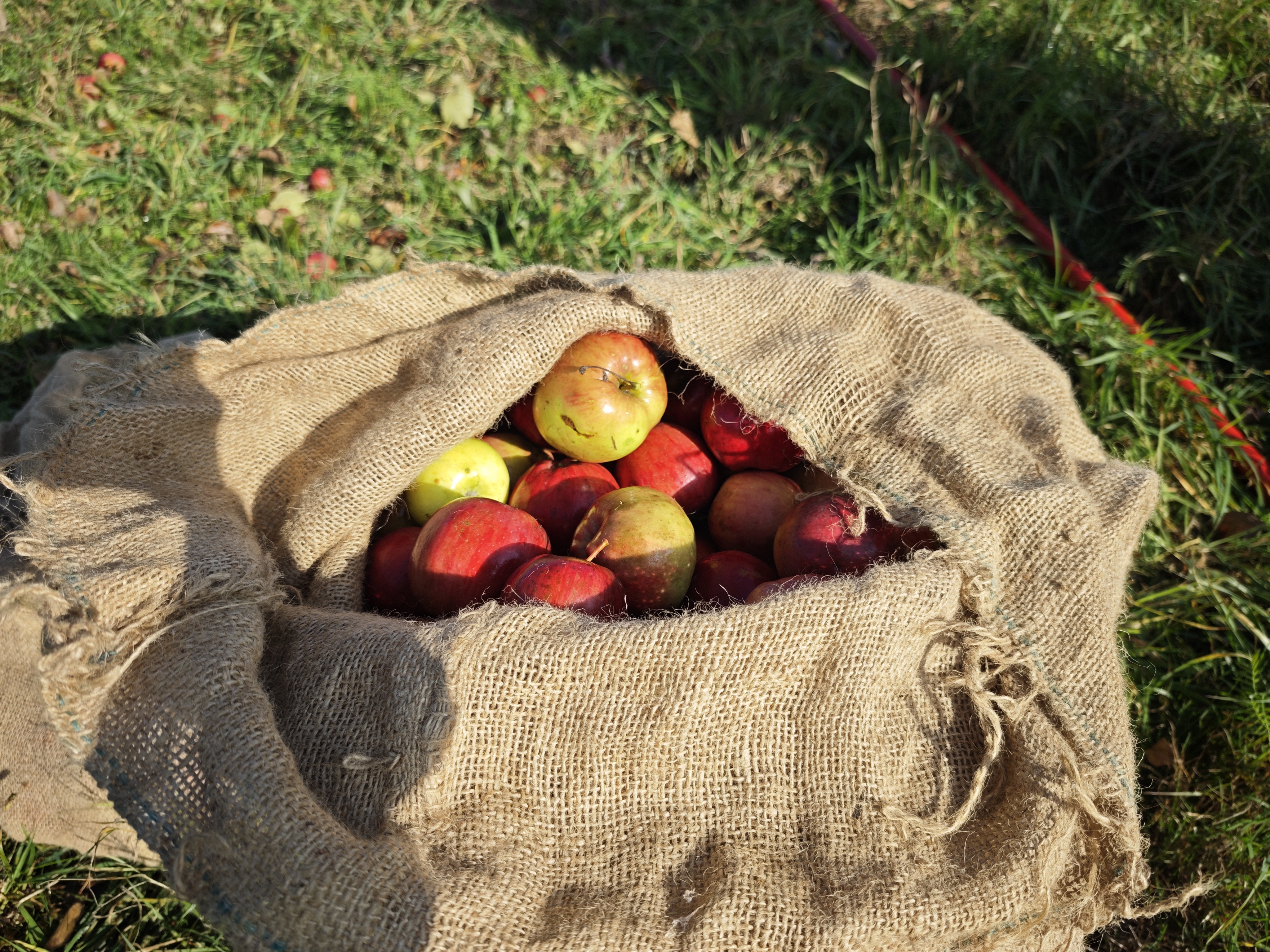 Apfelernte auf den Streuobstwiesen in Ensheim
