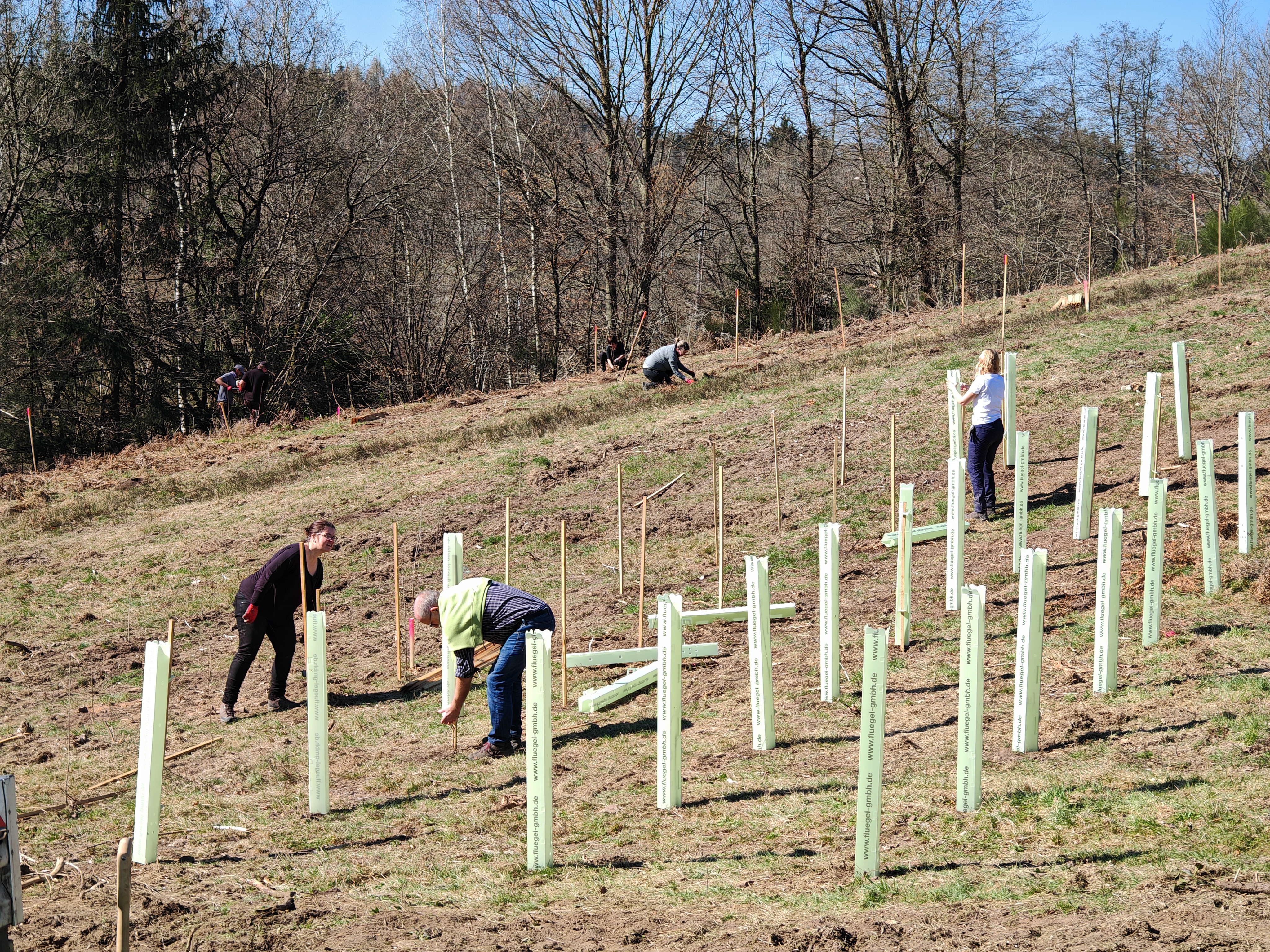 Nachhaltiger Baumschutz: Umstieg auf Pappwuchshüllen
